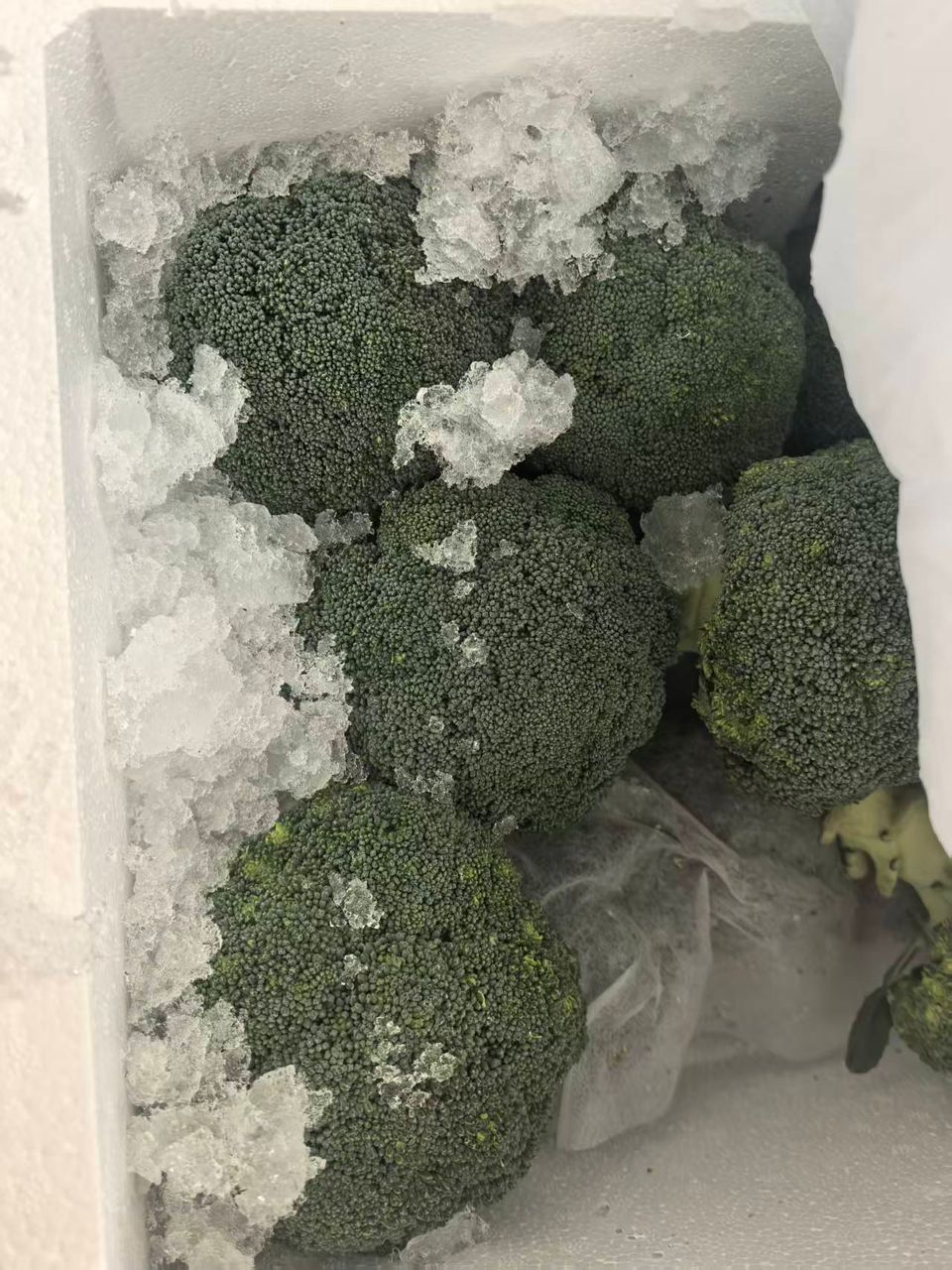 Broccoli/花椰菜
