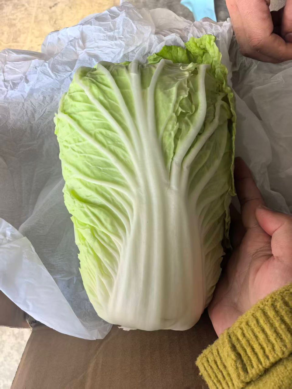 WongBok/黄白